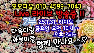 #다육이 쇼핑  다육이 화분 쇼핑 🛍 모모다육 010-4599-7043 (25.1.31) 행복한 쇼핑 시간~이벵까지♡ 😆