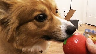 Bark Box #12 WEIRD DOG TOYS with Ein the Corgi