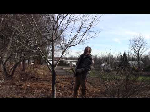 Pruning Maple Trees Pruning Maple Trees