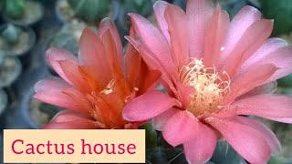 The most beautiful flowers in the world|#cactus