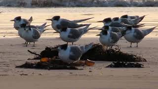 Greater Crested Terns on the beach at sunrise