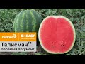 Talisman F1 watermelon variety from Nunhems, BASF Vegetable Seeds