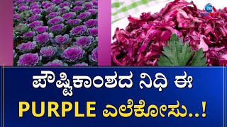 Purple Cabbage || ಕ್ಯಾನ್ಸರ್ ಹಾಗೂ ಡಯಾಬಿಟಿಸ್ ನಂತಹ ಮಾರಕ ಕಾಯಿಲೆಗಳಿಂದ ರಕ್ಷಿಸುತ್ತದೆ ಈ ತರಕಾರಿ