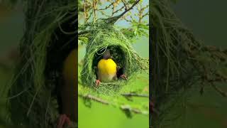 Rain Time Bird's singing #nature #viral #shorts #reels video