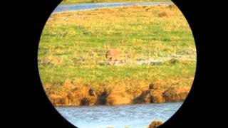 Gyrfalcon (falco rusticolus)