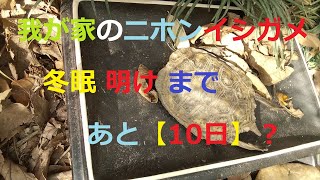 今日は2022年3月3日（木）天気晴れ・気温暖か。【我が家のニホンイシガメ冬眠明けまであと10日？】去年どおり3月13日に冬眠明けできるのか心配でしたが、この分なら多分大丈夫な感じの一日でした。