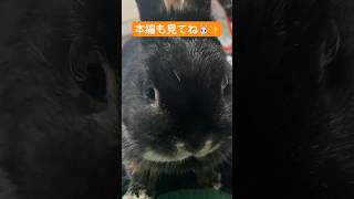 膝乗りうさぎの可愛いもぐもぐ　#short #rabbit #bunny #うさぎちゃん