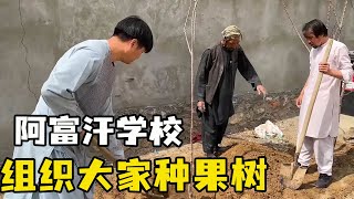 阿富汗学校开始种树！今天锋哥带领学校师生种树，预计八月份学生们就能吃上果子!【浪人锋哥】