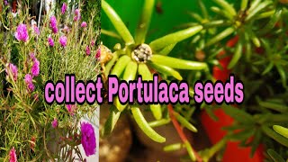 Portulaca के बीज इकट्ठा कर ले ताकि 5 महीने बाद मनपसंद रंग के फूल मिले collect Portulaca seeds