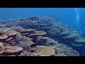 西表島　スマイルフィッシュ海中動画　20220629a