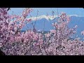 天下第一の桜 高遠城址公園・4k