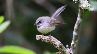 Grey Fantail at Norfolk Island, Oct 2022