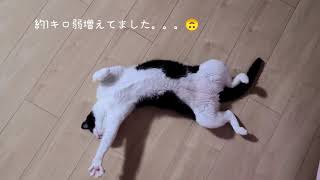 【保護猫】野生を忘れた猫の日常🐾