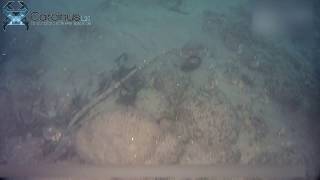 Benthic ecology survey - Marine ecology surveyed using drop down video (DDV) camera system