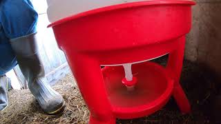 Little Giant Waterer,#pets,#chickens,#water,#farm,#homestead#review,#food,#viral,#animals,#new