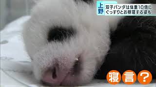 上野動物園の双子の赤ちゃんパンダ　体重は10倍以上に！