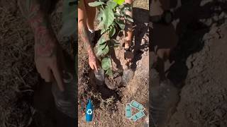 Cómo Plantar un Árbol y que Crezca 3 Veces Más RÁPIDO!