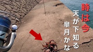 ズッシリ重量級！キロダコは防波堤にあり！海水温急上昇でシーズン突入か！？【5月上旬タコ釣りデイゲーム】