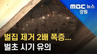 [뉴스리포트]벌집제거 출동 2배 폭증 벌초 시기 유의 220826