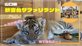 【サファリパーク】『山口県秋吉台サファリランド』トラの赤ちゃん見てきたよ♪