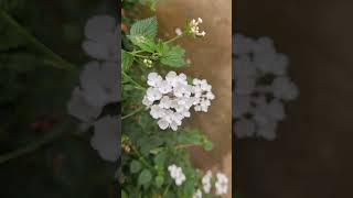 നിങ്ങളുടെ നാട്ടിൽ ഉണ്ടോ ഈ പൂക്കൾ #shortvideo #idukki #flowers #trendingshorts