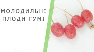 Корисні властивості гумі: чому необхідно споживати ці ягоди