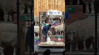 羊ショー⑨ | 羊を刈る @マザー牧場 | Sheep show