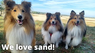 Shetland Sheepdog's Weekend Sandy Hike