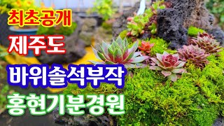 환상적인 제주도 홍현기분경원 2부영상 바위솔분경 석부작 최초공개 화산송이 와 이끼를 이용한 바위솔심기 공개합니다.