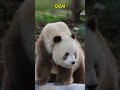 七仔好帅气的宝贝，还带有威严 #panda #pandafushun #funny #adorablepanda #animals #cutepanda #pandalife #cute #pets