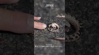 短く曲がった鼻のヘビ | 多分あなたは知らない 90 #javie #shorts