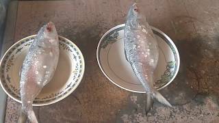 hilsa from padma and chandpur