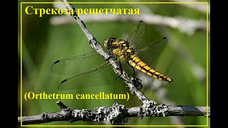 Стрекоза решетчатая (Orthetrum cancellatum)