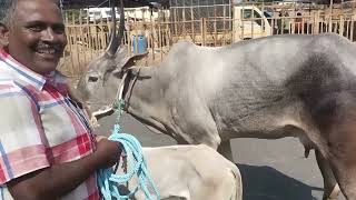 Beautiful Hallikar cow \u0026 Calf of Farmer Anand, Hebbur purchased in Magadi Jhatre