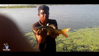 Rogue,gilebi and kandai fishes/catching from palar riverchengai/பாலாற்றில் மீன் வேட்டை/vol-43🐡🐠🐟