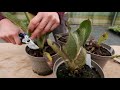 meconopsis poppies cutting back after flowering june