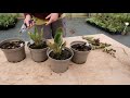 meconopsis poppies cutting back after flowering june