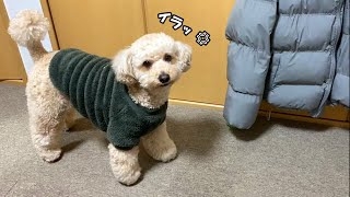 何かに怒っている大きいトイプードル【デカプー】【トイプードルのロアくん】【toy poodle】