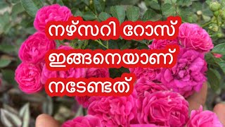 നഴ്സറി റോസ് ഇങ്ങനെയാണ് നടേണ്ടത് gardening ideas for home