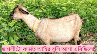 চাৰি মাহৰ গাভিনী ছাগলী