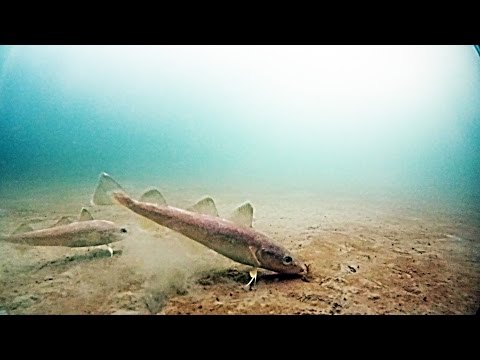 Рыбалка на Океанской. Подводная съемка. Владивосток 07 марта 2015 Рыбалка на Океанской. Подводная съемка. Владивосток 07 марта 2015