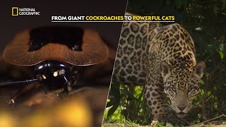 Weird World of South America | South America's Weirdest | हिंदी | S1 - E1 | Nat Geo Wild