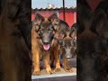 कोन सा कुत्ता पाले जर्मन शेफर्ड । germanshepherd rottweiler pitbull husky