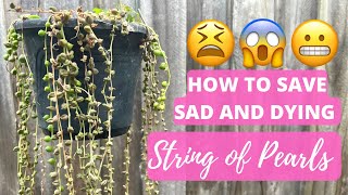 HOW TO SAVE SAD AND DYING STRING OF PEARLS 🙏