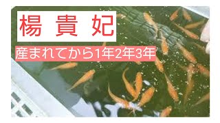 楊貴妃 稚魚 針子の親たち 合同クラス1組 紹介