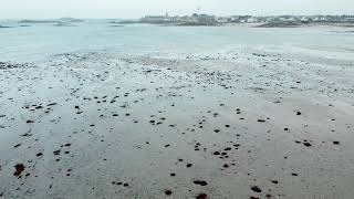 La presqu'île de Perharidy à Roscoff   (  Première partie!  )