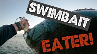 Murray Cod Swimbait Eater Lake Mulwala