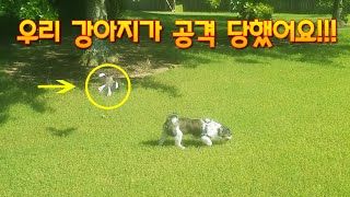 산책 중 나타난 새에게 공격 당하는 강아지 시츄 | A Dog Attacked By Angry Bird