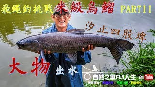 飛釣米級烏鰡~PART II 汐止四股埤〔神池〕大青魚 Amur Carp i#flyfishing #carpfishing #tips