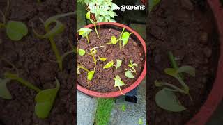 #വീണ്ടും #repeat the cycle #money plant cutting #potting #easy #simple #gardening #home#shorts